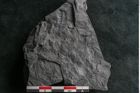Foto (Detailansicht) von Callipteris sp.  (NHMW-GEO-2024-0188-10922)